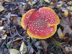 Amanita muscaria muscaria