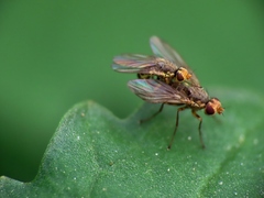 Agromyzidae