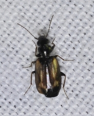 Microlestes