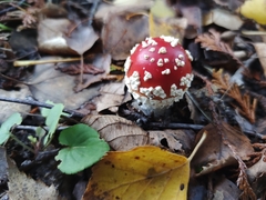 Amanita muscaria muscaria