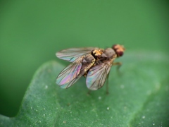Agromyzidae