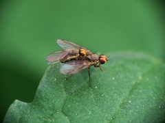Agromyzidae