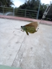 Hemiargus hanno
