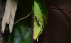Xanthocryptus novozealandicus