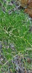 Asparagus retrofractus