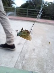 Hemiargus hanno