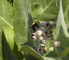 Xylocopa pubescens