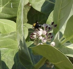 Xylocopa pubescens