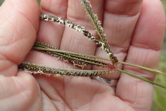 Eustachys paspaloides