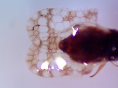 Corythucha marmorata