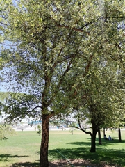 Magnoliopsida