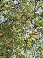 Magnoliopsida