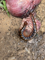 Scolopendra subspinipes