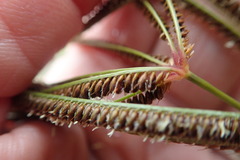 Eustachys paspaloides