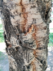 Magnoliopsida