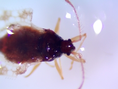 Corythucha marmorata