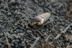 Cerithidea rhizophorarum