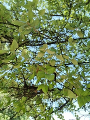 Magnoliopsida