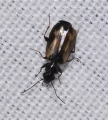 Microlestes