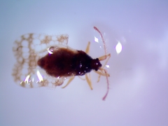 Corythucha marmorata