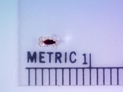 Corythucha marmorata