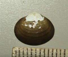 Sphaeriinae