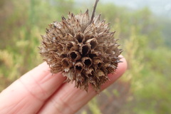 Leonotis ocymifolia