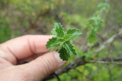 Leonotis ocymifolia