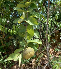 Tabernaemontana elegans