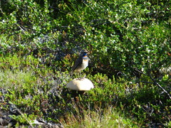 Luscinia svecica svecica