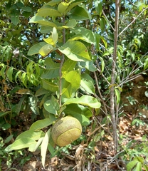 Tabernaemontana elegans