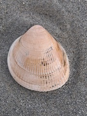 Laevicardium crassum