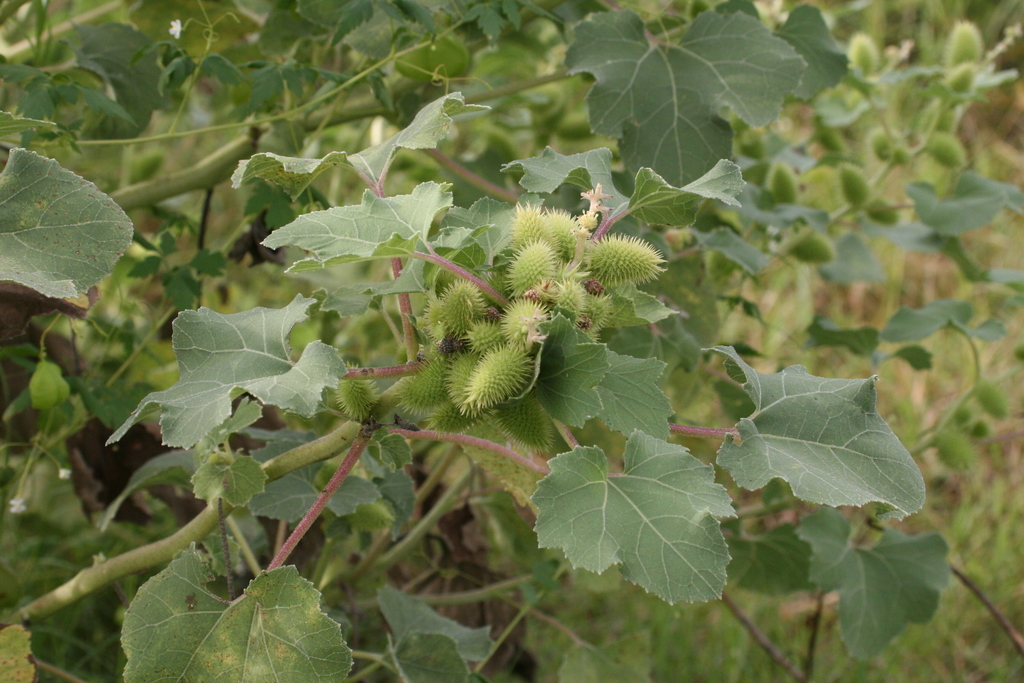 rough cocklebur from John Bunker Sands Wetlands on September 19, 2015 ...