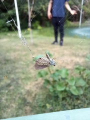 Hemiargus hanno