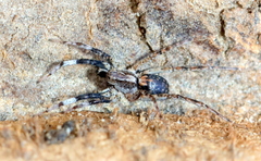 Proevippa