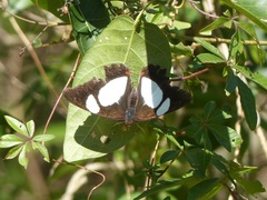 Pyrrhogyra neaerea