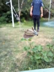 Hemiargus hanno
