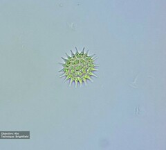 Pseudopediastrum boryanum longicorne