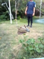 Hemiargus hanno