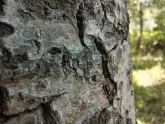 Myennis octopunctata