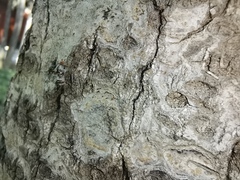 Myennis octopunctata
