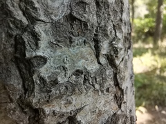Myennis octopunctata