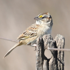 Ammodramus humeralis