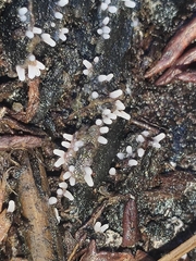 Stemonitopsis typhina