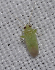 Orthotylus