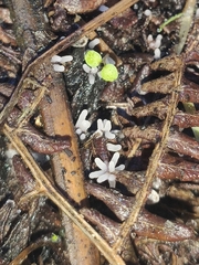 Stemonitopsis typhina