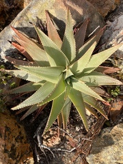 Aloe succotrina