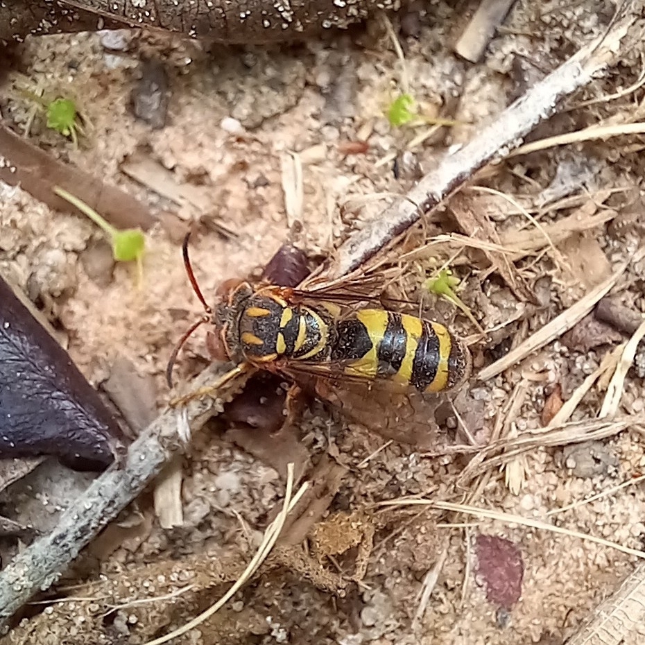 Bicyrtes angulatus