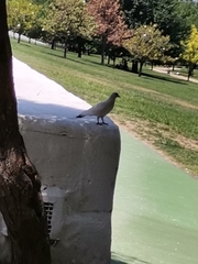 Columba livia