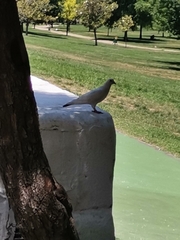 Columba livia